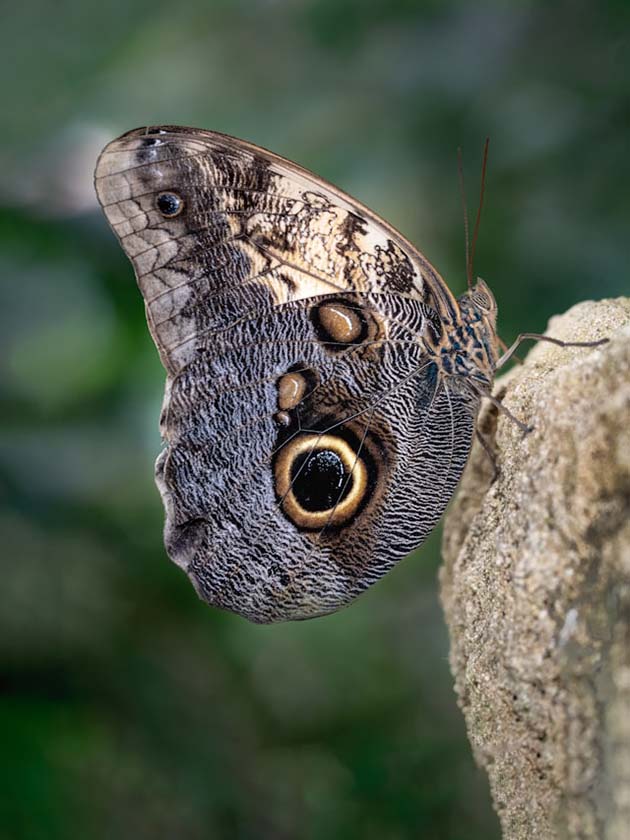 A butterfly perched on a branch at the California Science Center in Los Angeles, California, USA near ELS Language Centers.