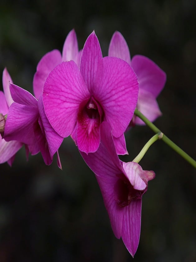  Fuchsia-colored orchids at the Cleveland Botanical Garden in Cleveland, Ohio, USA near ELS Language Centers.