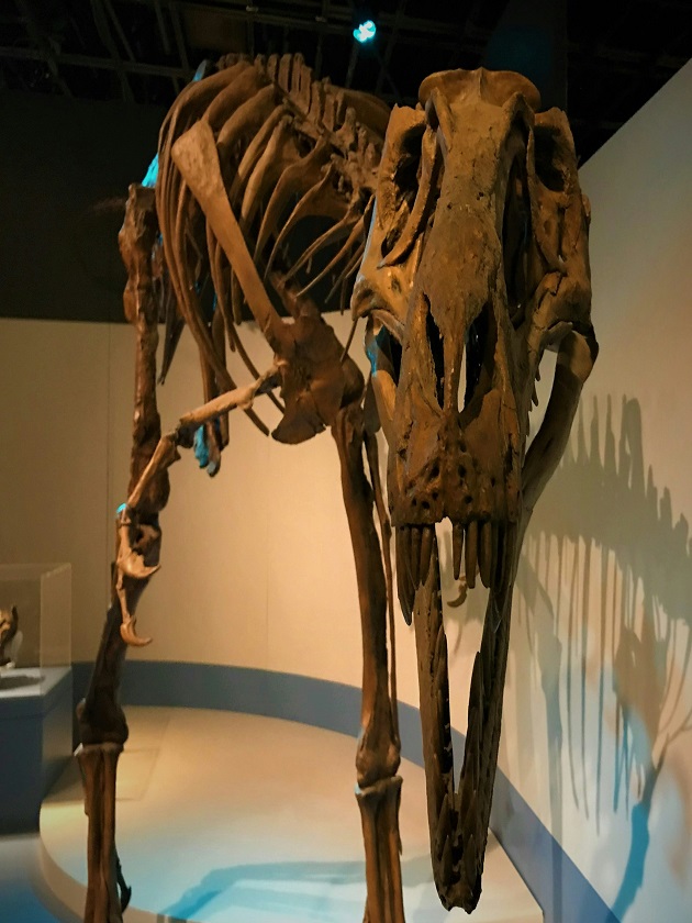 Dinosaur fossils at the Cleveland Museum of Natural History in Cleveland, Ohio, USA near ELS Language Centers.