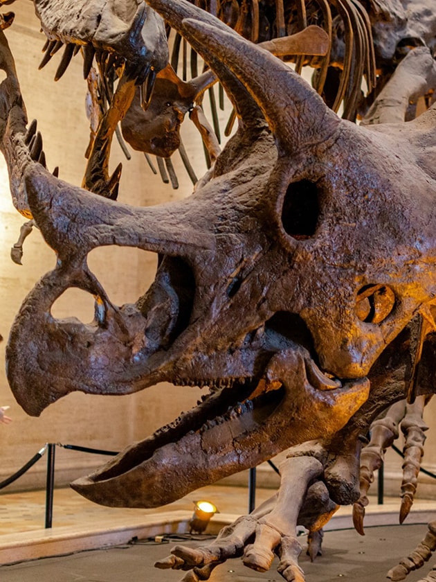 Dinosaur fossils at the Natural History Museum in Los Angeles County, California, USA near ELS Language Centers.