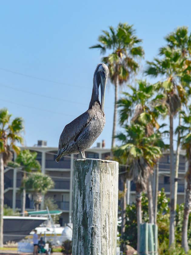 A pelican perched on a wooden post with a distant view of John's Pass Village and Boardwalk in St. Petersburg, Florida, USA, near ELS Language Centers.