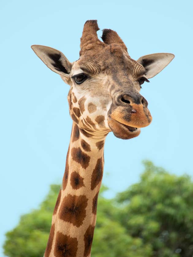 A close-up photo of a giraffe's head at the Los Angeles Zoo and Botanical Gardens in California, USA near ELS Language Centers.  